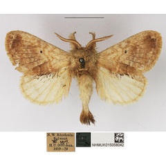 /filer/webapps/moths/media/images/C/congregarius_Diapalpus_AM_NHMUK_02.jpg