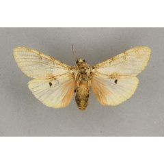 /filer/webapps/moths/media/images/S/submacula_Teracotona_HT_BMNH.jpg