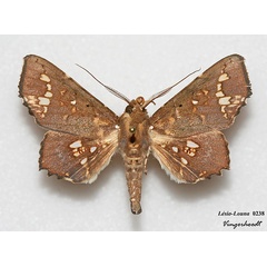 /filer/webapps/moths/media/images/L/lamprima_Episparis_AM_Vingerhoedt.jpg