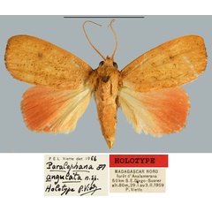 /filer/webapps/moths/media/images/A/angulata_Paralephana_HT_MNHN.jpg