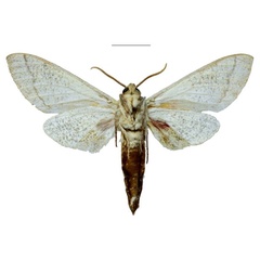 /filer/webapps/moths/media/images/H/hackeri_Neoclanis_HT_EMEMb.jpg