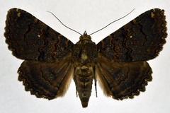 Lophotavia chalybescens