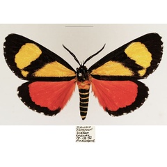 /filer/webapps/moths/media/images/Z/zebra_Phaegorista_AM_TMSA_01.jpg