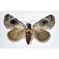 /filer/webapps/moths/media/images/S/scitula_Eublemma_AF_NHMO.jpg