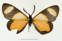 Terina internata