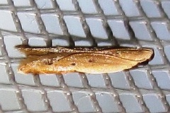 Dichomeris acuminatus