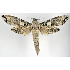 /filer/webapps/moths/media/images/M/moderata_Strigocossus_AM_NHMO_01.jpg