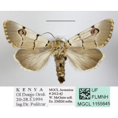/filer/webapps/moths/media/images/M/mossambicensis_Diaphone_A_MGCLa_01.JPG