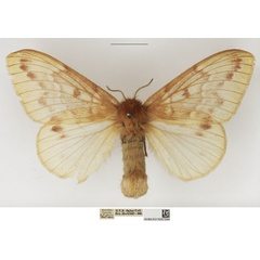 /filer/webapps/moths/media/images/J/jacksoni_Lechriolepis_AF_NHMUK_01.jpg
