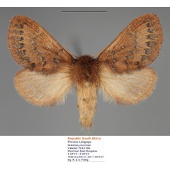 /filer/webapps/moths/media/images/P/punctifascia_Anadiasa_AF_Fiebig_01.jpg