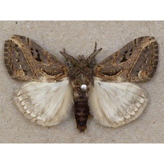 /filer/webapps/moths/media/images/C/curvivirgata_Laelia_A_Butler.jpg