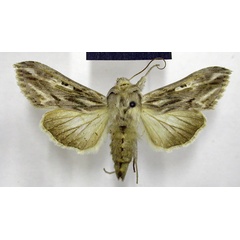 /filer/webapps/moths/media/images/D/daedalis_Cucullia_A_TMSA_02.jpg