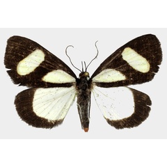 /filer/webapps/moths/media/images/L/leucomelas_Phaegorista_AM_Basquin_01.jpg