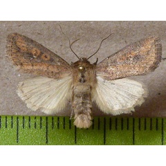 /filer/webapps/moths/media/images/C/cupreata_Leucania_A_Butler.JPG