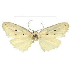 /filer/webapps/moths/media/images/P/pallida_Spatulosia_HT_MSNS.jpg