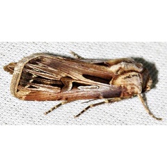 /filer/webapps/moths/media/images/S/spinifera_Agrotis_A_Braun_10.jpg