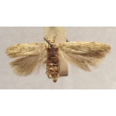 /filer/webapps/moths/media/images/D/diversa_Aristotelia_PTF_TMSA.jpg