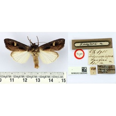 /filer/webapps/moths/media/images/S/speyeri_Trigonophora_HT_BMNH.jpg