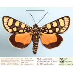 /filer/webapps/moths/media/images/N/nigrobasalis_Pseudopais_AF_MGCLa_02.JPG