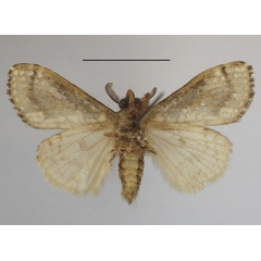 /filer/webapps/moths/media/images/P/punctifera_dasychira_AM_MGCLb_01.JPG
