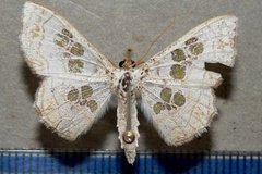 Antitrygodes dentilinea