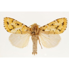 /filer/webapps/moths/media/images/P/prasinodes_Nyodes_AM_RMCA.jpg