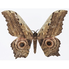 /filer/webapps/moths/media/images/E/ethra_Athletes_AM_Basquin_02.jpg