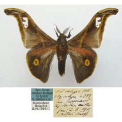 /filer/webapps/moths/media/images/T/tessmanni_Ludia_STM_NHMUKa.jpg