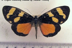 Heraclia monslunensis