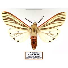 /filer/webapps/moths/media/images/M/moloneyi_Aloa_AM_Legrain_02.jpg