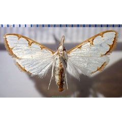 /filer/webapps/moths/media/images/M/metisalis_Cirrhochrista_AM_Bippus.jpg