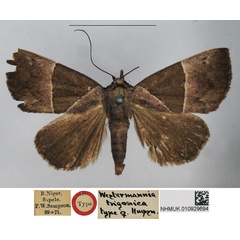 /filer/webapps/moths/media/images/T/trigonica_Westermannia_PTF_NHMUK.jpg