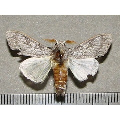 /filer/webapps/moths/media/images/P/poliotis_Eudasychira_A_Goff_01.jpg