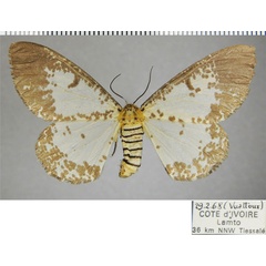 /filer/webapps/moths/media/images/M/myriostictus_Rhodophthitus_AF_ZSM_5sJUVxt.jpg