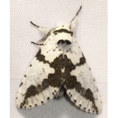 /filer/webapps/moths/media/images/S/spiritalis_Notocerura_A_Heyns_01.jpg