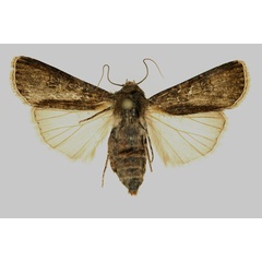 /filer/webapps/moths/media/images/S/segetum_Agrotis_AF_RMCA.jpg