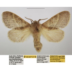 /filer/webapps/moths/media/images/P/punctimarginata_Bombycopsis_PTF_TMSA.jpg