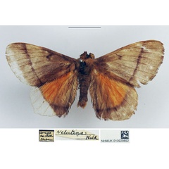 /filer/webapps/moths/media/images/V/velutina_Gonojana_AM_NHMUK.jpg