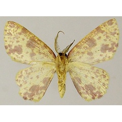 /filer/webapps/moths/media/images/A/anamale_Chrysocraspeda_AM_ZSMb.jpg