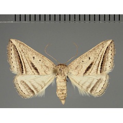 /filer/webapps/moths/media/images/P/proclinata_Marca_AF_Fiebig.jpg