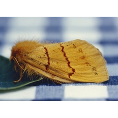 /filer/webapps/moths/media/images/B/bivittata_Chrysopsyche_A_Roland_01.jpg