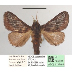 /filer/webapps/moths/media/images/L/lineata_Semyrilla_A_MGCLa_02.JPG