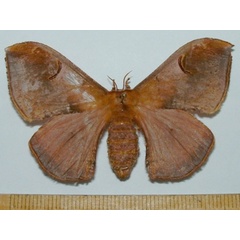 /filer/webapps/moths/media/images/K/kuntzei_Campimoptilum_A_Mateke.jpg