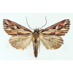 /filer/webapps/moths/media/images/O/opsiphora_Phytometra_AM_TMSA_01.jpg