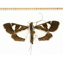 /filer/webapps/moths/media/images/P/perspicillalis_Diaphania_A_RMCA.jpg