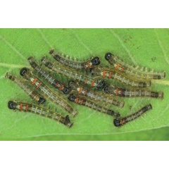 /filer/webapps/moths/media/images/L/lanceolata_Lasiocesa_L2_Ihle.jpg