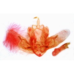 /filer/webapps/moths/media/images/S/satellitis_Feliniopsis_GMHT_MSNM_4948.jpg