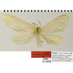 /filer/webapps/moths/media/images/L/lithostegeata_Lycaugidia_HT_ZSMa.jpg