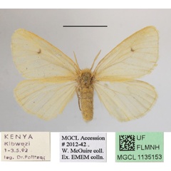 /filer/webapps/moths/media/images/T/testacea_Cropera_AF_MGCLa_02.jpg