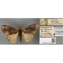 /filer/webapps/moths/media/images/P/phasiana_Parorgyia_NAT_BMNHa.jpg